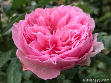 友禅小春月季Koharu