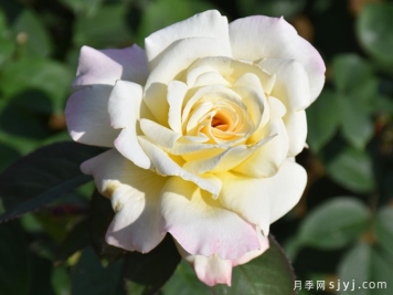 游园会月季/花园派对/舞会Garden Party