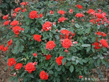 梅朗荻娜月季