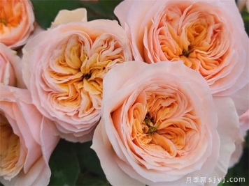 乔治娜花园月季Georgina Gardens