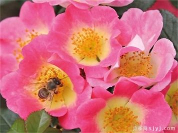 托普琳娜月季Topolina