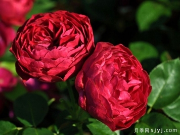 雅士谷月季/阿斯科特月季Ascot