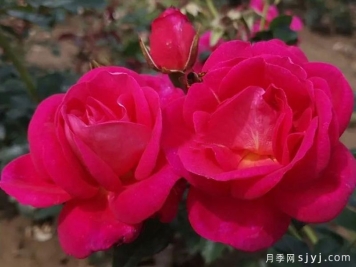 招蜂引蝶月季/吸引蜜蜂Bee Attractive