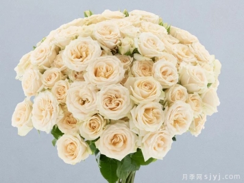 卓图拉玛月季Salinero