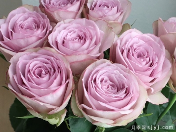 紫丁香月季/丁香经典月季Lilac Classic