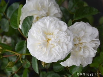 玛莲娜毕加索月季/香草马卡龙/白色格蕾丝Marina Picasso