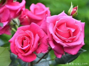魅力月季Crazy Pink Voluptia