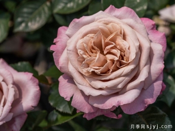 清泠月季