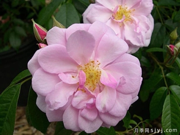 芮妮月季Renae