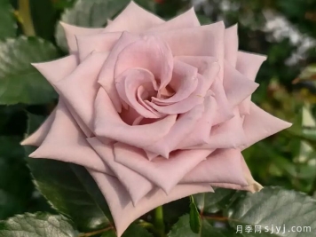 赞英月季