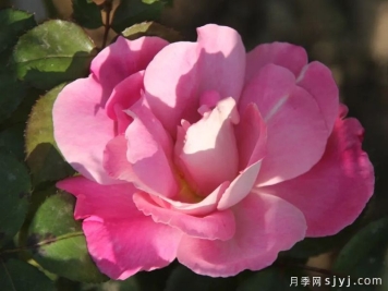 燕山粉月季