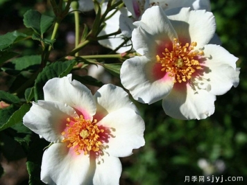夏日之星月季Summer Stars