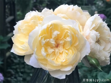 朦胧月色月季Moon Overfliwing
