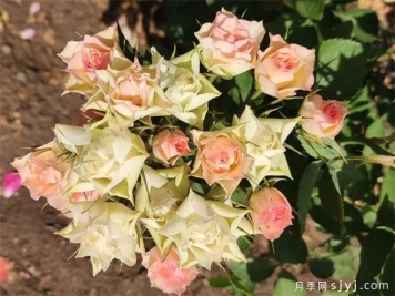 千纸鹤月季