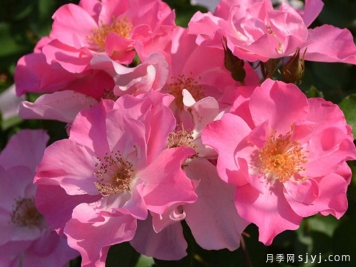香格里拉月季Shangri-La