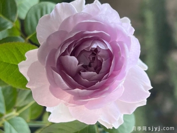 青雾月季