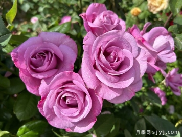 忧郁蓝调月季Moody Blues