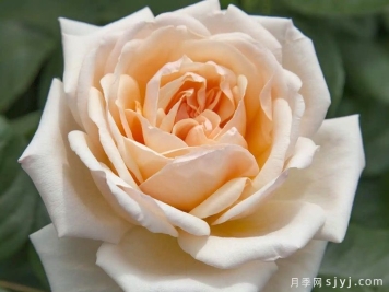 杏仁和奶油月季Apricots n' Cream