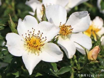 小梨花月季Sonnenroschen