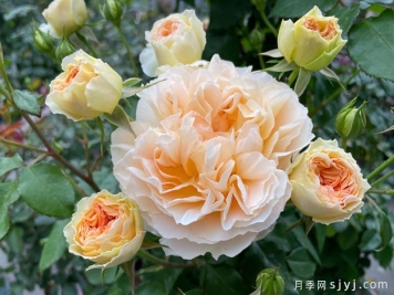 微芒月季