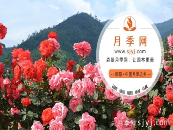 世界月季网www.sjyj.com，月季品种大全和栽培养护专业网站