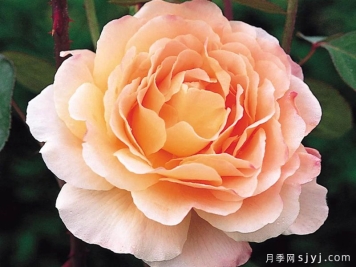 塔莫拉月季/变幻莫测月季Tamora
