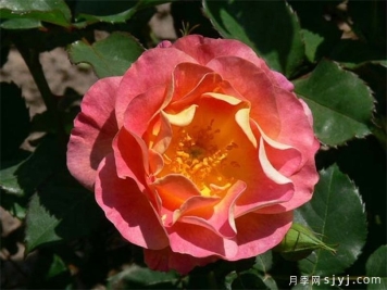 圣科斯梅修道院月季Prieure de St Cosme