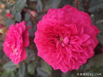 榴花秋舞月季