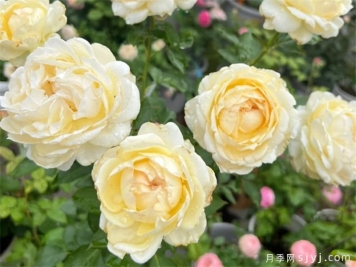 象牙伊芙伯爵月季/象牙伯爵Ivory Yves Piaget
