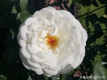 糖月亮月季/糖果月亮Sugar Moon