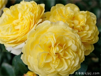 索莱罗月季Solero