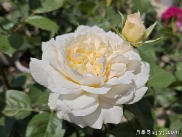 奶油迷迭香月季/浪漫奶油月季Romantic Cream
