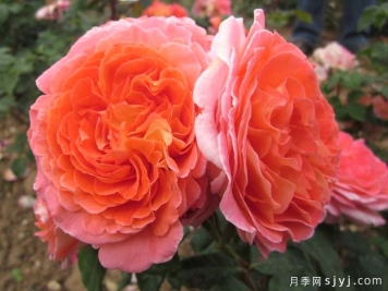 玛米蒂杰尔月季Mamie Dittiere