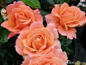 洛蕾塔林范利尔月季Loretta Lynn Van Lear