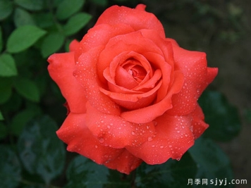 赞歌月季Sanka