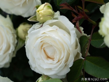 云梦月季