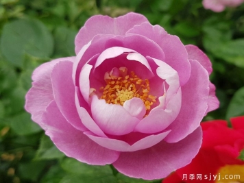 羊脂香水月季Boule de Parfum