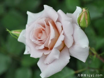 糖衣玫瑰月季/温柔Rose Dragee