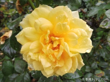 阳光之星月季/太阳之星Sunstar