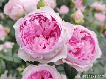 我的心月季Mon Coeur