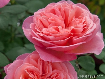 玫昂小姐月季/甜蜜小姐月季Mademoiselle Meilland