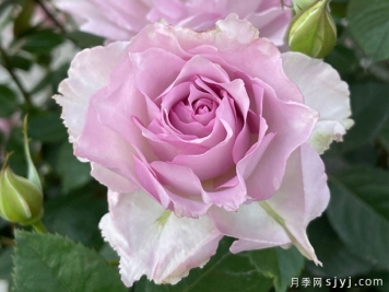 露凝香月季