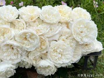 心玉月季