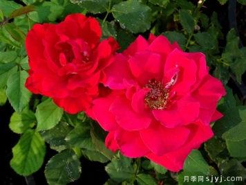 心情月季In the Mood