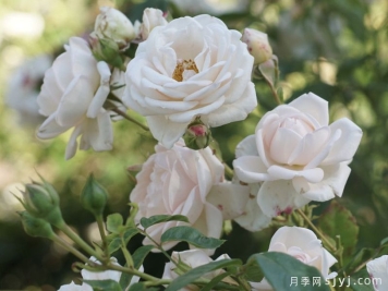 玛婷吉洛月季Martine Guillot
