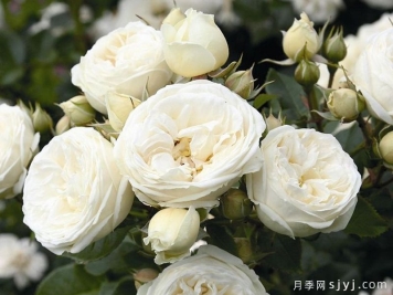 月亮女神月季/阿尔特弥斯月季Artemis