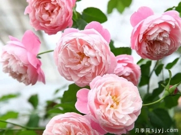 羽毛月季Plume