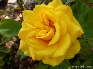 阳光少女柯德娜月季Sunmaid Kordana