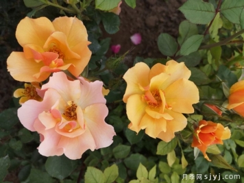 杏花雨月季