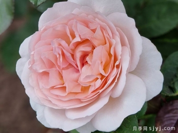 童话魔法月季/极乐芬芳/童话神奇/布利斯香水Fairytal